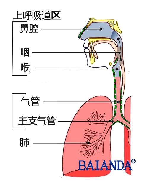 呼吸道区示意图